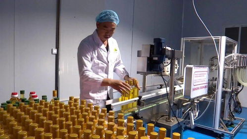 科技创新助力榕江山茶油产业实现自动化生产